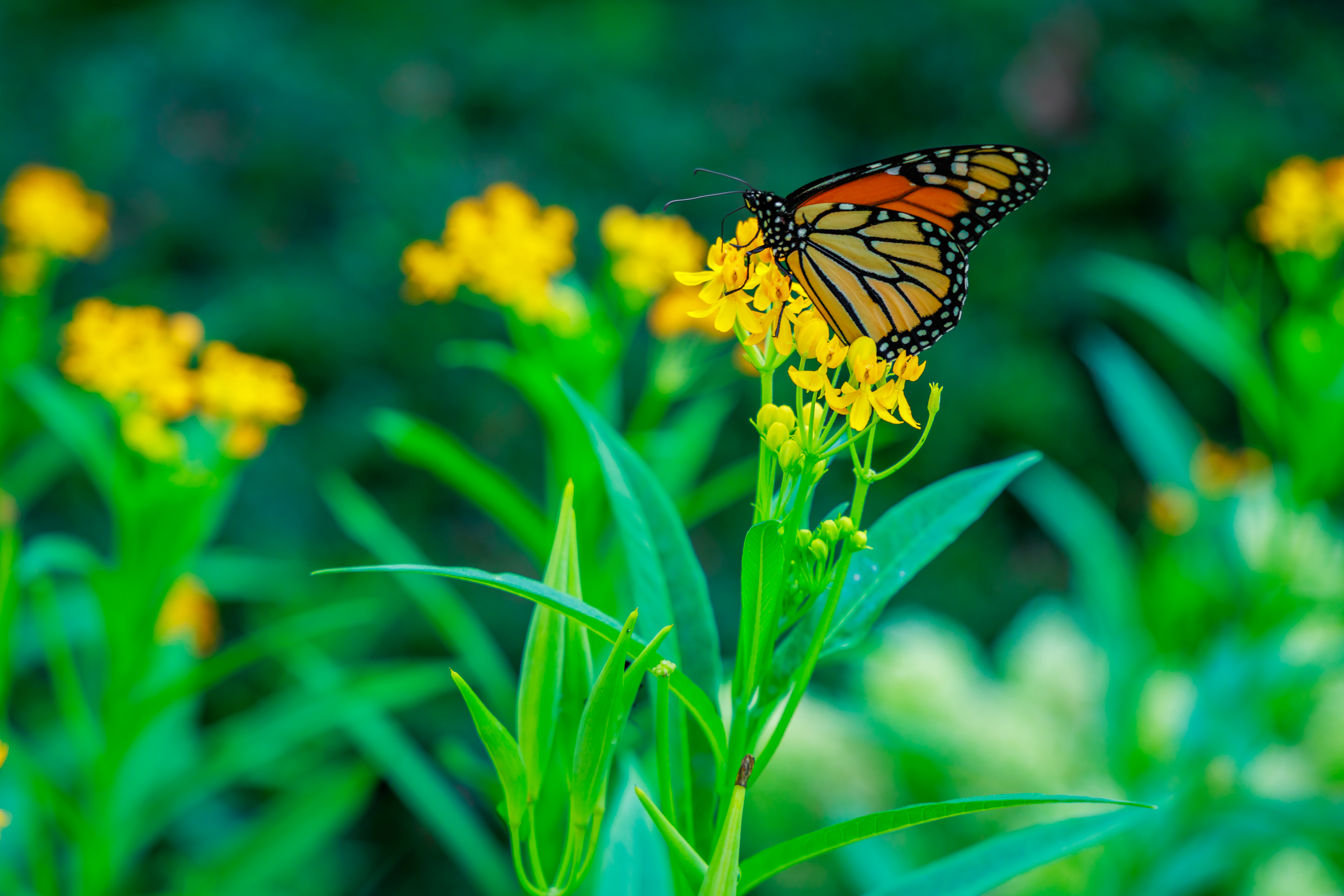 3600x2401 Wallpaper butterfly, flowers, plants, leaves, macro