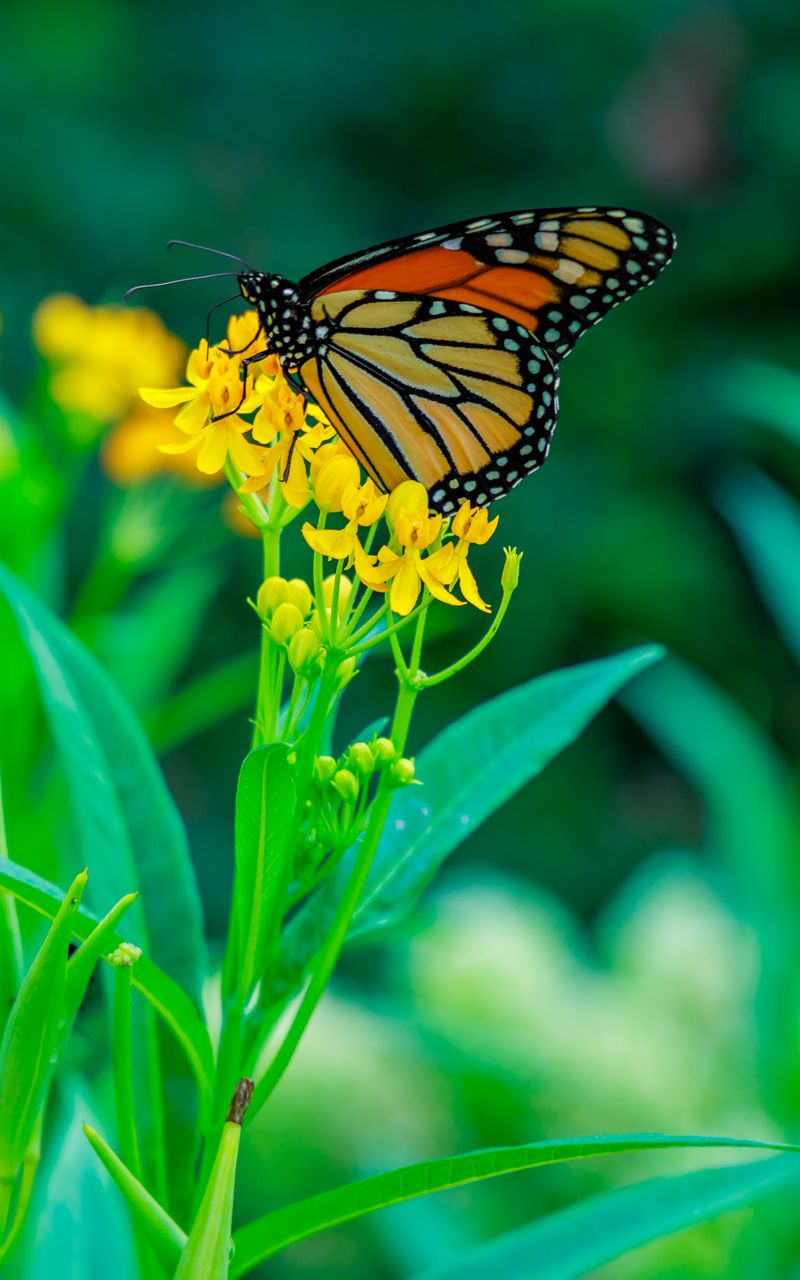 800x1280 Wallpaper butterfly, flowers, plants, leaves, macro