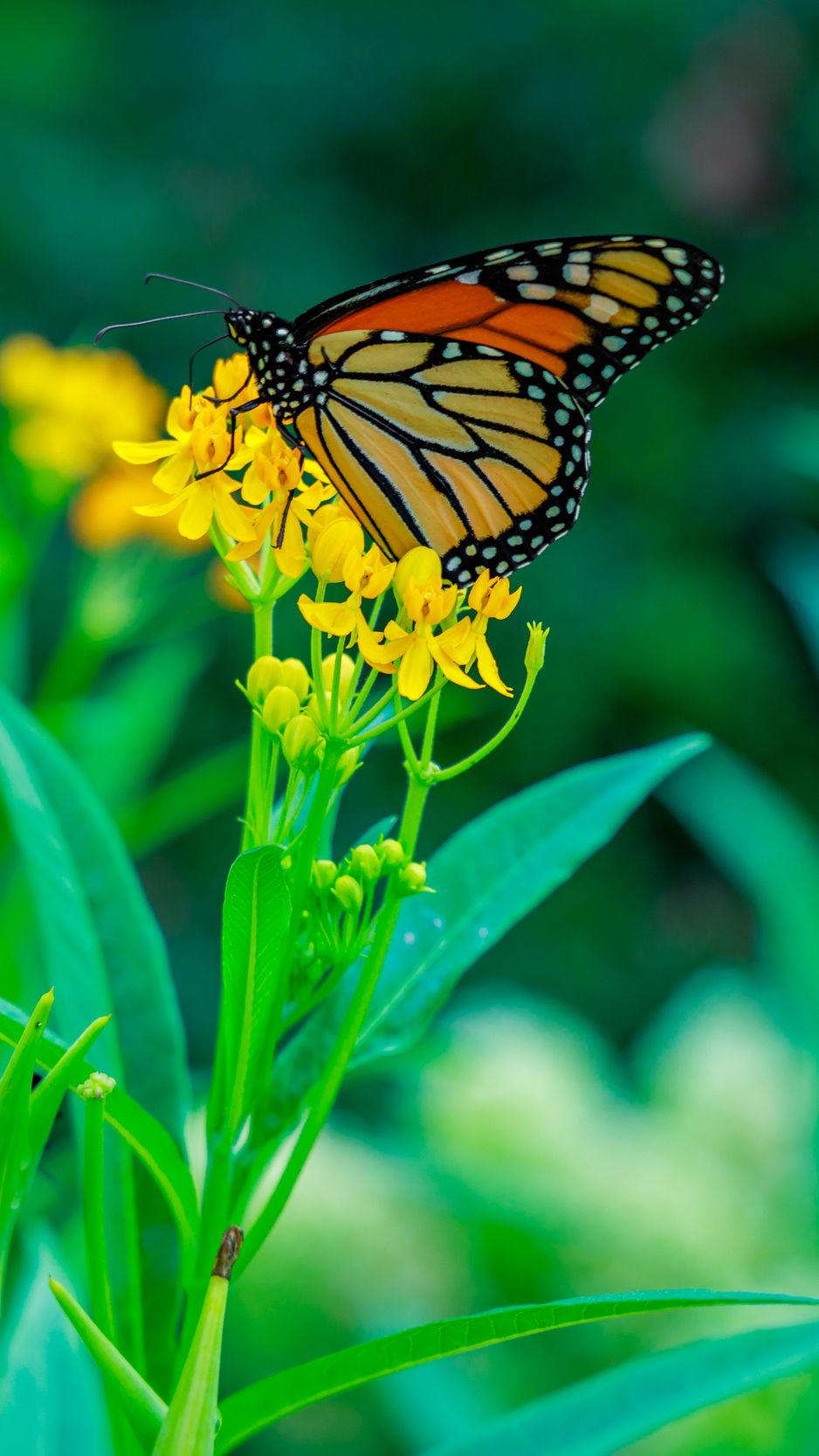 938x1668 Wallpaper butterfly, flowers, plants, leaves, macro
