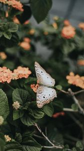 Preview wallpaper butterfly, flowers, spring, leaves