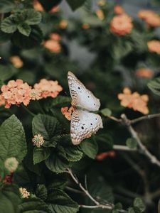 Preview wallpaper butterfly, flowers, spring, leaves