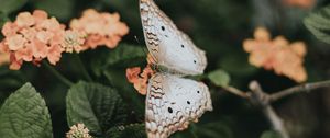 Preview wallpaper butterfly, flowers, spring, leaves