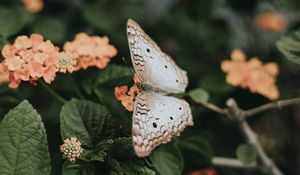 Preview wallpaper butterfly, flowers, spring, leaves