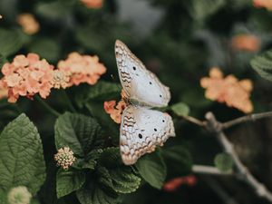 Preview wallpaper butterfly, flowers, spring, leaves