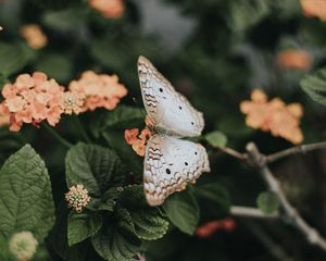 Preview wallpaper butterfly, flowers, spring, leaves