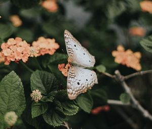 Preview wallpaper butterfly, flowers, spring, leaves