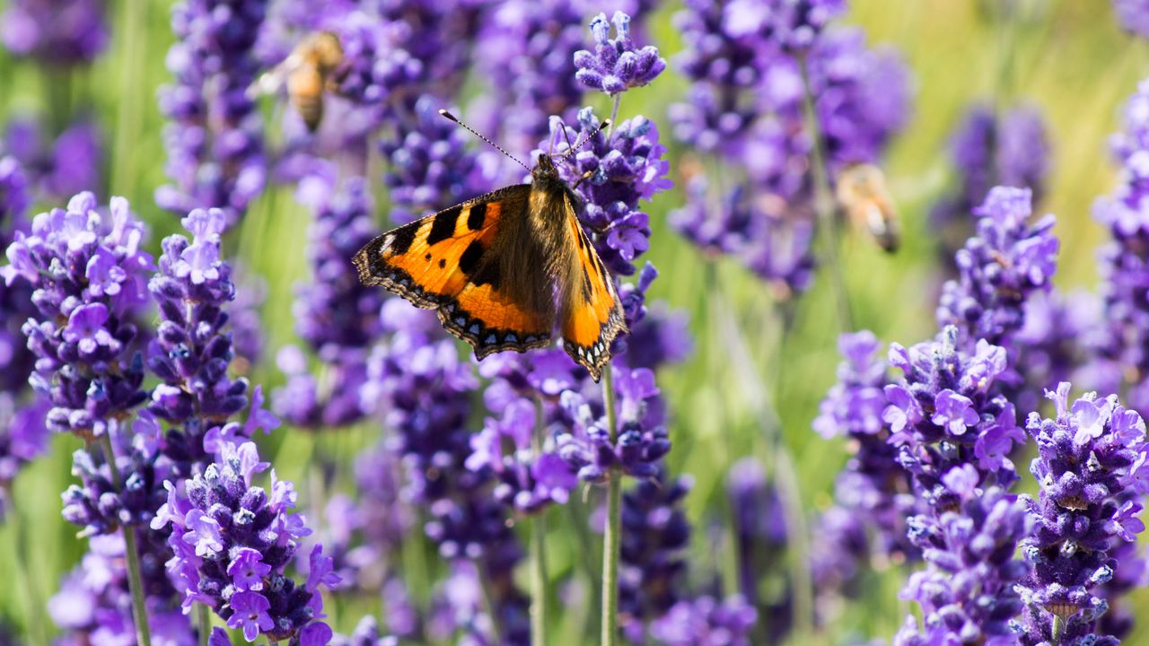 Wallpaper butterfly, flowers, spring, purple