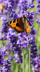 Preview wallpaper butterfly, flowers, spring, purple