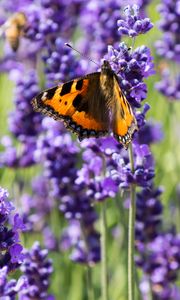 Preview wallpaper butterfly, flowers, spring, purple