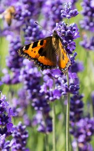 Preview wallpaper butterfly, flowers, spring, purple