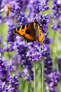 Preview wallpaper butterfly, flowers, spring, purple