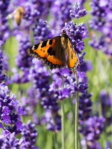 Preview wallpaper butterfly, flowers, spring, purple