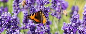 Preview wallpaper butterfly, flowers, spring, purple