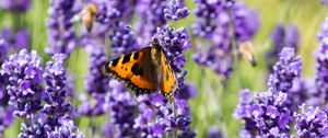 Preview wallpaper butterfly, flowers, spring, purple