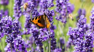 Preview wallpaper butterfly, flowers, spring, purple