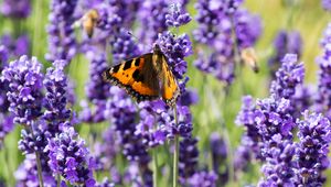 Preview wallpaper butterfly, flowers, spring, purple