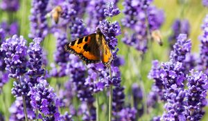 Preview wallpaper butterfly, flowers, spring, purple