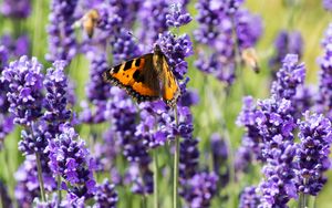 Preview wallpaper butterfly, flowers, spring, purple