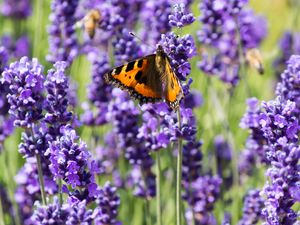 Preview wallpaper butterfly, flowers, spring, purple