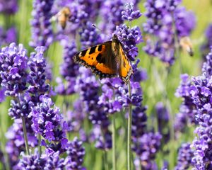 Preview wallpaper butterfly, flowers, spring, purple