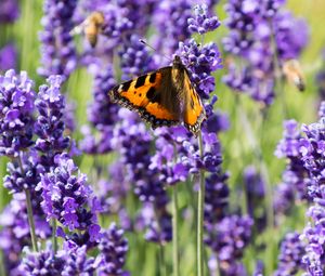 Preview wallpaper butterfly, flowers, spring, purple