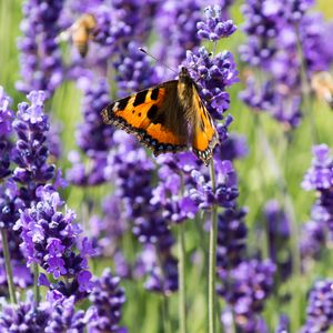 Preview wallpaper butterfly, flowers, spring, purple