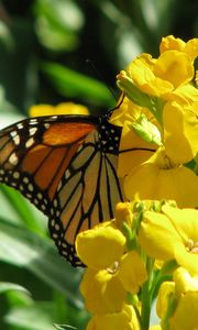 Preview wallpaper butterfly, flowers, stems, yellow