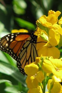 Preview wallpaper butterfly, flowers, stems, yellow