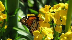 Preview wallpaper butterfly, flowers, stems, yellow