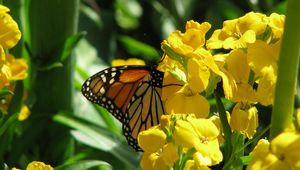 Preview wallpaper butterfly, flowers, stems, yellow