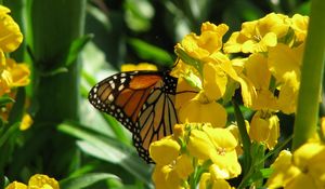 Preview wallpaper butterfly, flowers, stems, yellow