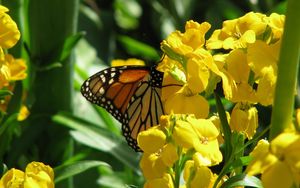 Preview wallpaper butterfly, flowers, stems, yellow