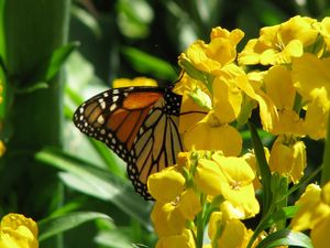 Preview wallpaper butterfly, flowers, stems, yellow