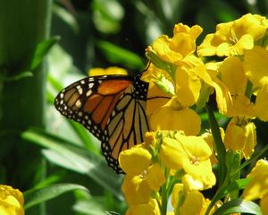 Preview wallpaper butterfly, flowers, stems, yellow