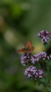 Preview wallpaper butterfly, flowers, summer