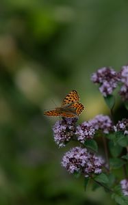 Preview wallpaper butterfly, flowers, summer