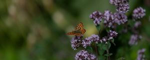 Preview wallpaper butterfly, flowers, summer