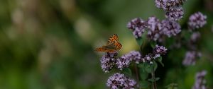 Preview wallpaper butterfly, flowers, summer