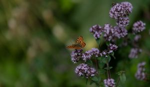 Preview wallpaper butterfly, flowers, summer