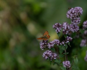 Preview wallpaper butterfly, flowers, summer