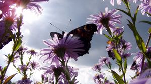 Preview wallpaper butterfly, flowers, sun, garden