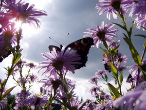 Preview wallpaper butterfly, flowers, sun, garden