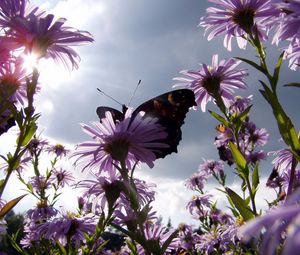 Preview wallpaper butterfly, flowers, sun, garden