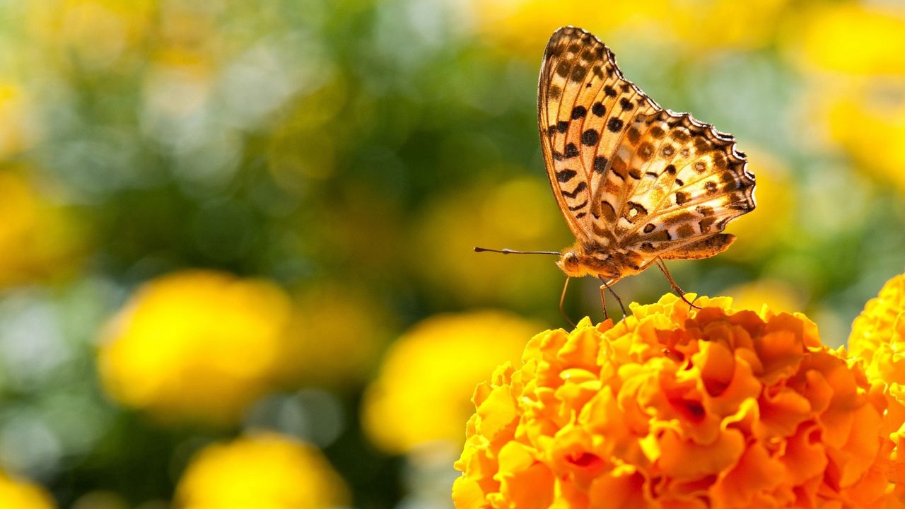 Wallpaper butterfly, flowers, surface, wings, light
