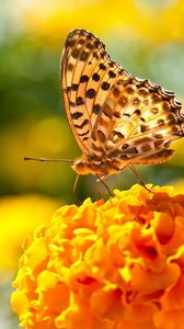 Preview wallpaper butterfly, flowers, surface, wings, light