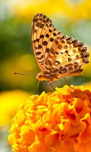 Preview wallpaper butterfly, flowers, surface, wings, light