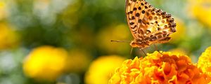 Preview wallpaper butterfly, flowers, surface, wings, light