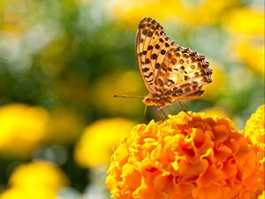 Preview wallpaper butterfly, flowers, surface, wings, light