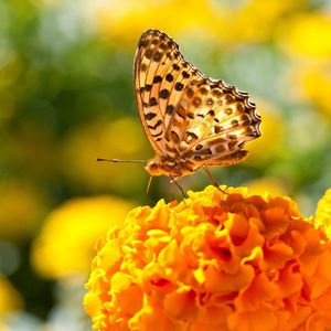 Preview wallpaper butterfly, flowers, surface, wings, light