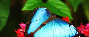 Preview wallpaper butterfly, flowers, surface, color, patterns